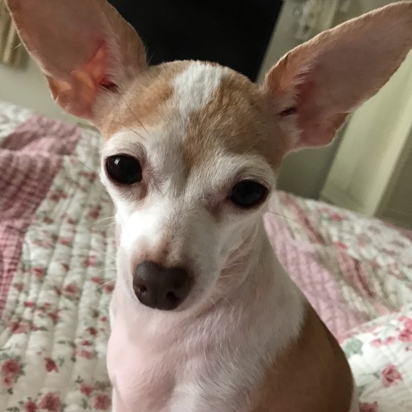 Meet your Posher, Becky - Picture 2 of 3